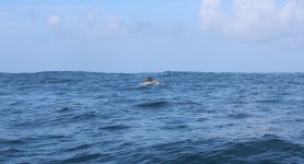 46 Common Dolphin.JPG