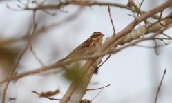 Rustic Bunting 804bkbk4.jpg