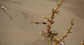 49 Red-veined Darter.JPG