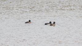 Tufted Duck 83bk3;3.jpg