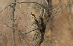 Yellow-throated Bunting 83ybkk3.jpg