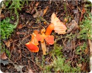 Fungi-1-9.jpg