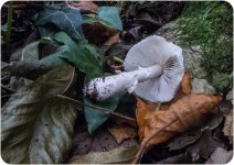 Fungi-4-5.jpg