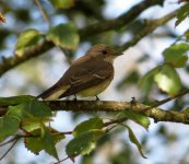 spotted flycatcher2.JPG