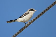 2014_08_15 (3)_Loggerhead_Shrike (800x533).jpg