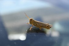 2014_08_15 (5)_Grasshopper_sp (800x533).jpg