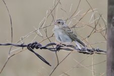 2014_08_15 (6)_Grasshopper_Sparrow (800x533).jpg