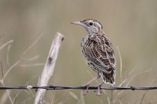 2014_08_15 (8)_Western_Meadowlark (800x533).jpg