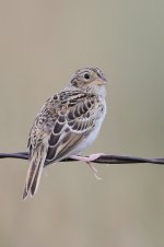 2014_08_15 (9)_Grasshopper_Sparrow (533x800).jpg