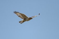 2014_08_15 (10)_Ferruginous_Hawk (800x533).jpg