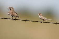 2014_08_15 (15)_Left_Lark_Bunting_Right_Brewers_Sparrow (800x533).jpg