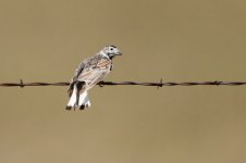 2014_08_15 (20)_McCowns_Longspur (800x533).jpg