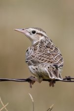 2014_08_15 (22)_Western_Meadowlark (533x800).jpg