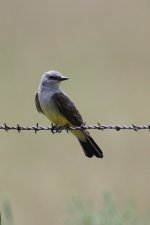 2014_08_15 (24)_Western_Kingbird (534x800).jpg