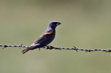 2014_08_15 (29)_Blue_Grosbeak (800x533).jpg