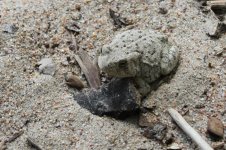 2014_08_15 (32)_Woodhouses_Toad (800x533).jpg