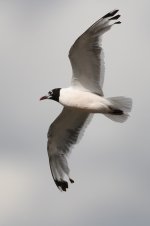 2014_08_15 (36)_Franklins_Gull (533x800).jpg