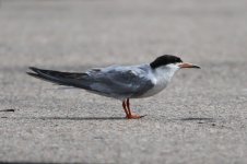 2014_08_15 (40)_Forsters_Tern (800x533).jpg