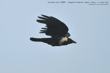 crow, collared003.jpg