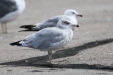 2014_08_15 (41)_Ring-billed_Gull (800x533).jpg