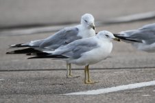 2014_08_15 (42)_Ring-billed_Gull (800x533).jpg