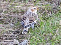 Snow Bunting.jpg