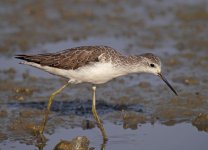 marsh sandpiper DB MP GH4 stx95 tlsapo_1710663.jpg