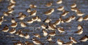 kentish plovers DB MP GH4 stx95 tlsapo_1710518.jpg