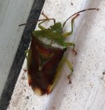 Shield Bug 1.jpg