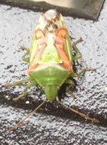 Shield Bug 2.jpg