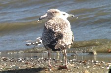 odd gull 1 (3).jpg