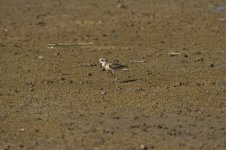 lesser sandplover DB MP D810 300mm 500mm_DSC3078.jpg