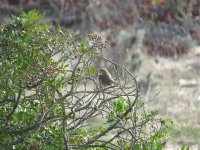 lesser-whitethroat-1.jpg