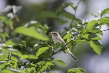 WarblingVireo9-1-140006938.jpg