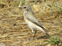 wheatear (Medium).JPG