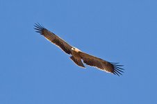 Spanish-Imperial-Eagle-(40)-web.jpg