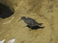 wandering tatler cliffs La Jolla CA 1280mm sx60 orig IMG_1951.jpg