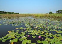 waterlily pond MP sx60hs IMG_0083.jpg