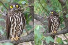 owl,-brown-hawk008.jpg