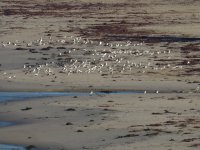 beach la jolla CA sx60 990mm 1.6xIMG_5201.jpg