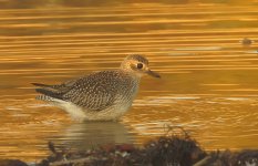 bb plover beach CA sx60h c IMG_5092.jpg