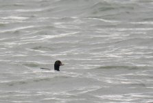 Common Scoter.jpg