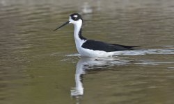 bn stilt CA D810_DSC3436.jpg