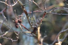 Goldcrest-(4)-full-web.jpg