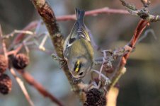 Goldcrest-(4)-sharpened-web.jpg