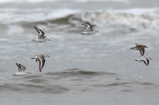 Sanderling (2)-web.jpg