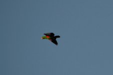 Eclectus roratus.jpg