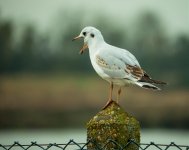 Black-headed-Gull-BF.jpg