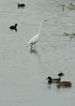 Great-White-Egret-BF.jpg