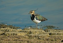 Lapwing-BF.jpg